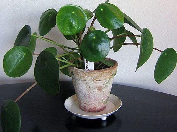 7 loại cây cảnh vừa đẹp vừa tốt, giúp nhà mát rượi mùa hè ảnh 3 7 loai cay canh vua dep vua tot, giup nha mua he van mat ruoi - 3