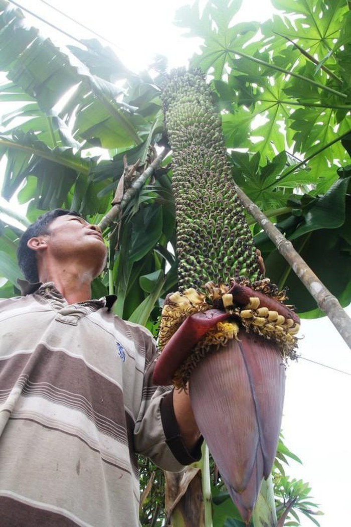 Kỳ lạ cây  Kỳ lạ cây