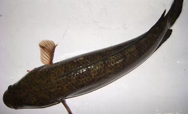 mang coc muoi do vao bon cau, 5 phut sau chong goi vo vao xem dieu dac biet - 4