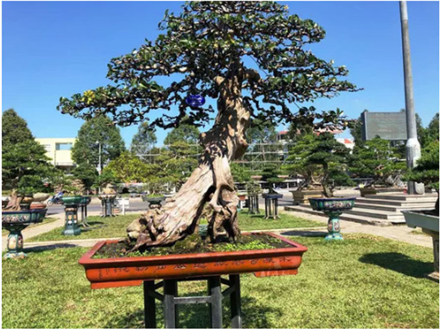 Kỳ lạ cây  Kỳ lạ cây