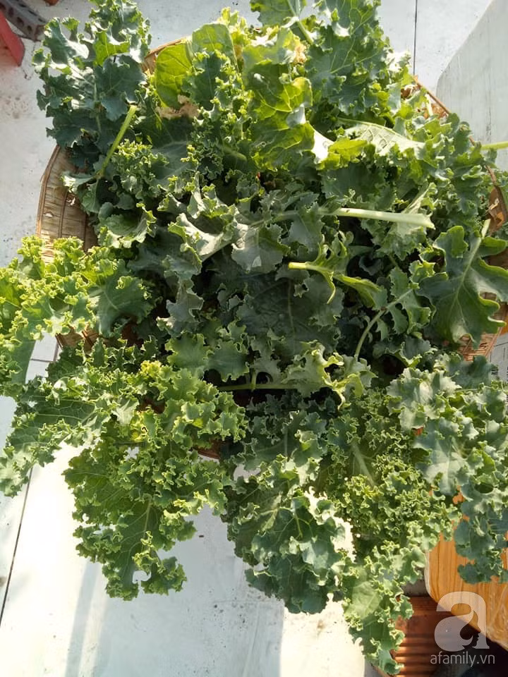 Mẹ Sài thành đã biến sân thượng 15m² thành “trang trại” đủ loại rau củ xanh mướt ảnh 8 Mẹ Sài thành đã biến sân thượng 15m² thành “trang trại” đủ loại rau củ xanh mướt ảnh 8