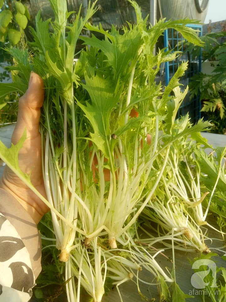 Mẹ Sài thành đã biến sân thượng 15m² thành “trang trại” đủ loại rau củ xanh mướt ảnh 32 Mẹ Sài thành đã biến sân thượng 15m² thành “trang trại” đủ loại rau củ xanh mướt ảnh 32