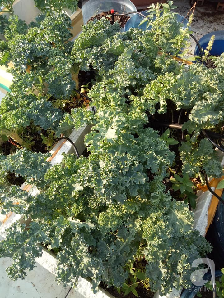 Mẹ Sài thành đã biến sân thượng 15m² thành “trang trại” đủ loại rau củ xanh mướt ảnh 23 Mẹ Sài thành đã biến sân thượng 15m² thành “trang trại” đủ loại rau củ xanh mướt ảnh 23