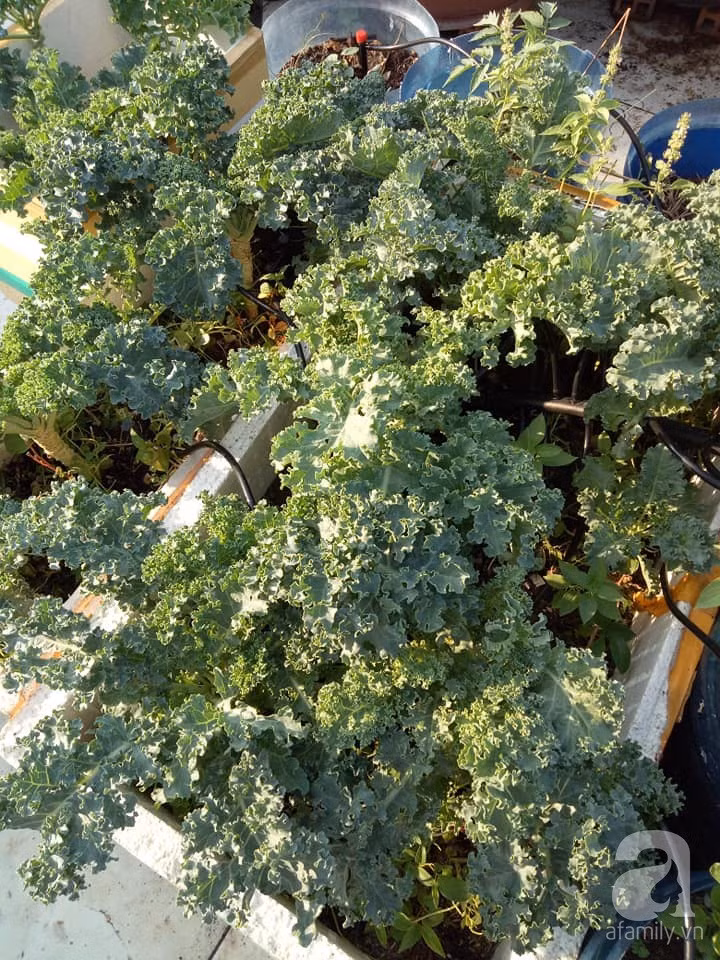 Mẹ Sài thành đã biến sân thượng 15m² thành “trang trại” đủ loại rau củ xanh mướt ảnh 23 Mẹ Sài thành đã biến sân thượng 15m² thành “trang trại” đủ loại rau củ xanh mướt ảnh 23