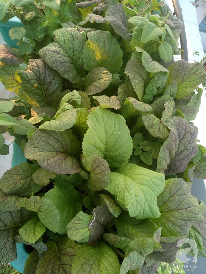 Mẹ Sài thành đã biến sân thượng 15m² thành “trang trại” đủ loại rau củ xanh mướt ảnh 17 Mẹ Sài thành đã biến sân thượng 15m² thành “trang trại” đủ loại rau củ xanh mướt ảnh 17