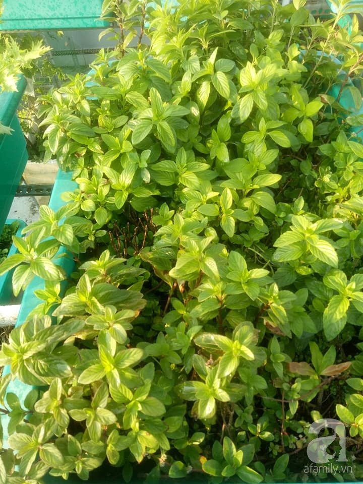 Mẹ Sài thành đã biến sân thượng 15m² thành “trang trại” đủ loại rau củ xanh mướt ảnh 31 Mẹ Sài thành đã biến sân thượng 15m² thành “trang trại” đủ loại rau củ xanh mướt ảnh 31