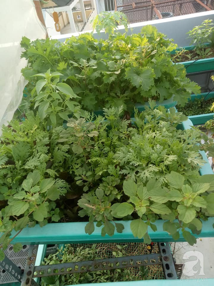 Mẹ Sài thành đã biến sân thượng 15m² thành “trang trại” đủ loại rau củ xanh mướt ảnh 13 Mẹ Sài thành đã biến sân thượng 15m² thành “trang trại” đủ loại rau củ xanh mướt ảnh 13