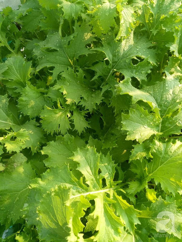 Mẹ Sài thành đã biến sân thượng 15m² thành “trang trại” đủ loại rau củ xanh mướt ảnh 16 Mẹ Sài thành đã biến sân thượng 15m² thành “trang trại” đủ loại rau củ xanh mướt ảnh 16