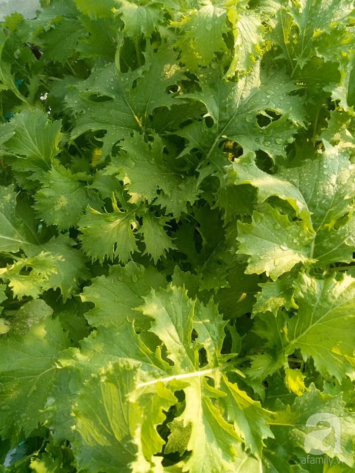 Mẹ Sài thành đã biến sân thượng 15m² thành “trang trại” đủ loại rau củ xanh mướt ảnh 16 Mẹ Sài thành đã biến sân thượng 15m² thành “trang trại” đủ loại rau củ xanh mướt ảnh 16