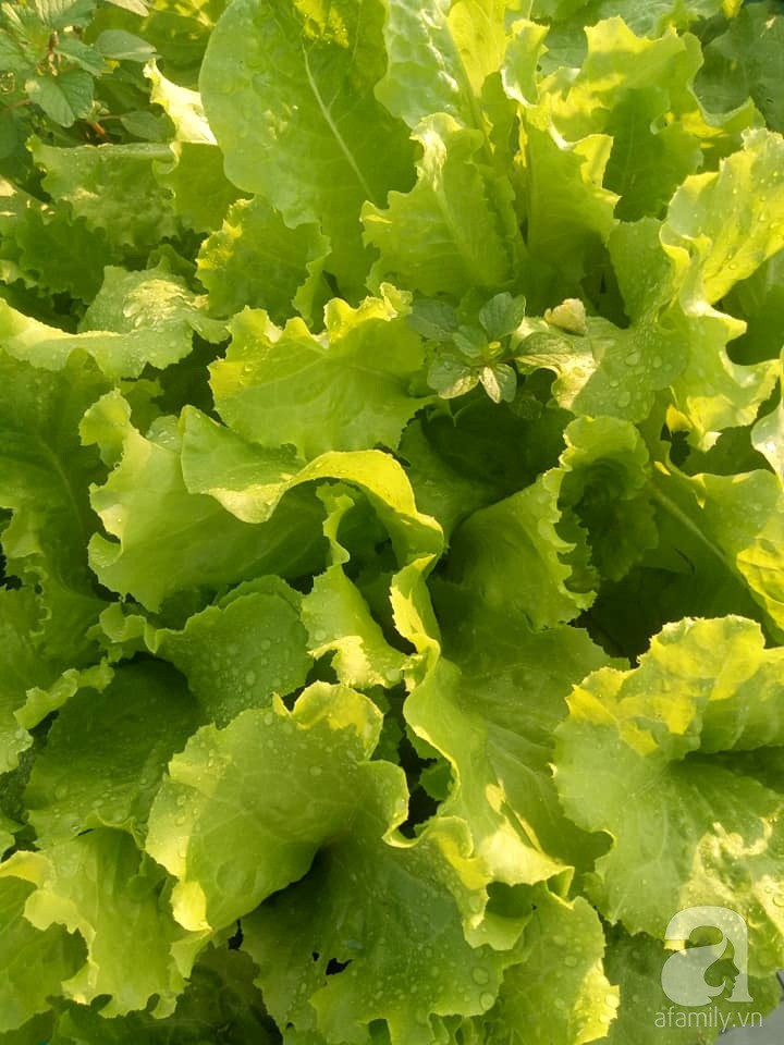 Mẹ Sài thành đã biến sân thượng 15m² thành “trang trại” đủ loại rau củ xanh mướt ảnh 14 Mẹ Sài thành đã biến sân thượng 15m² thành “trang trại” đủ loại rau củ xanh mướt ảnh 14