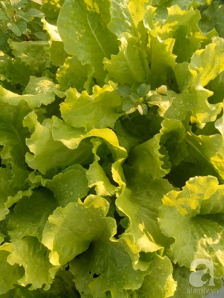 Mẹ Sài thành đã biến sân thượng 15m² thành “trang trại” đủ loại rau củ xanh mướt ảnh 14 Mẹ Sài thành đã biến sân thượng 15m² thành “trang trại” đủ loại rau củ xanh mướt ảnh 14