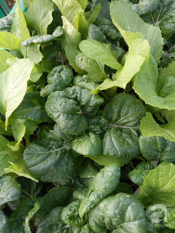 Mẹ Sài thành đã biến sân thượng 15m² thành “trang trại” đủ loại rau củ xanh mướt ảnh 34 Mẹ Sài thành đã biến sân thượng 15m² thành “trang trại” đủ loại rau củ xanh mướt ảnh 34