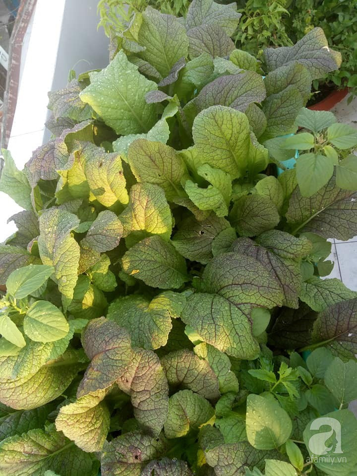 Mẹ Sài thành đã biến sân thượng 15m² thành “trang trại” đủ loại rau củ xanh mướt ảnh 21 Mẹ Sài thành đã biến sân thượng 15m² thành “trang trại” đủ loại rau củ xanh mướt ảnh 21