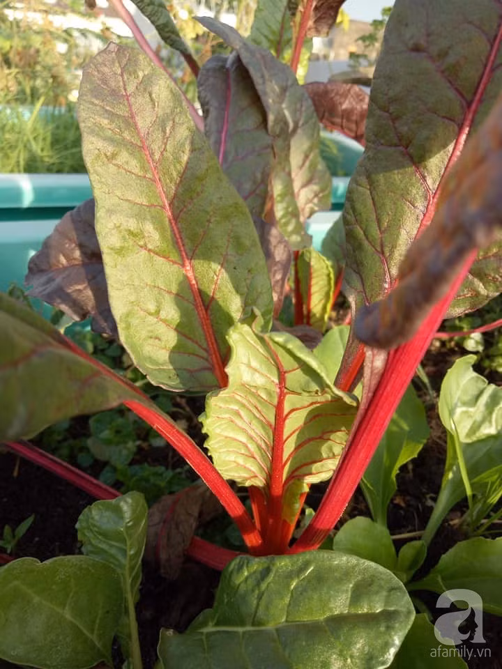 Mẹ Sài thành đã biến sân thượng 15m² thành “trang trại” đủ loại rau củ xanh mướt ảnh 10 Mẹ Sài thành đã biến sân thượng 15m² thành “trang trại” đủ loại rau củ xanh mướt ảnh 10