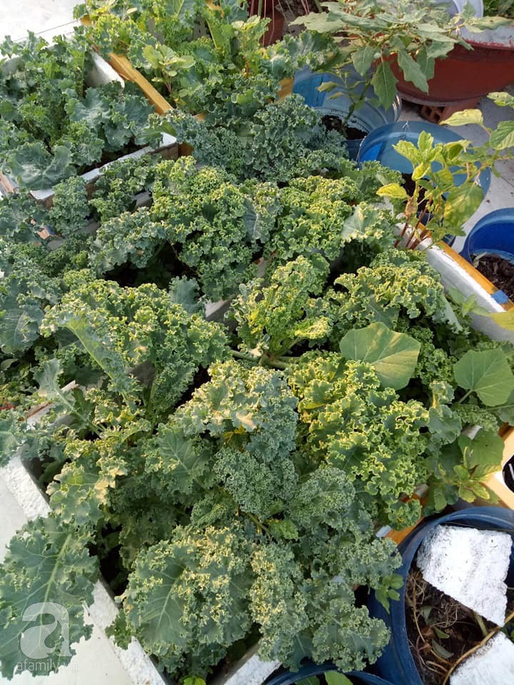 Mẹ Sài thành đã biến sân thượng 15m² thành “trang trại” đủ loại rau củ xanh mướt ảnh 35 Mẹ Sài thành đã biến sân thượng 15m² thành “trang trại” đủ loại rau củ xanh mướt ảnh 35