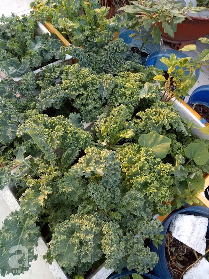 Mẹ Sài thành đã biến sân thượng 15m² thành “trang trại” đủ loại rau củ xanh mướt ảnh 35 Mẹ Sài thành đã biến sân thượng 15m² thành “trang trại” đủ loại rau củ xanh mướt ảnh 35