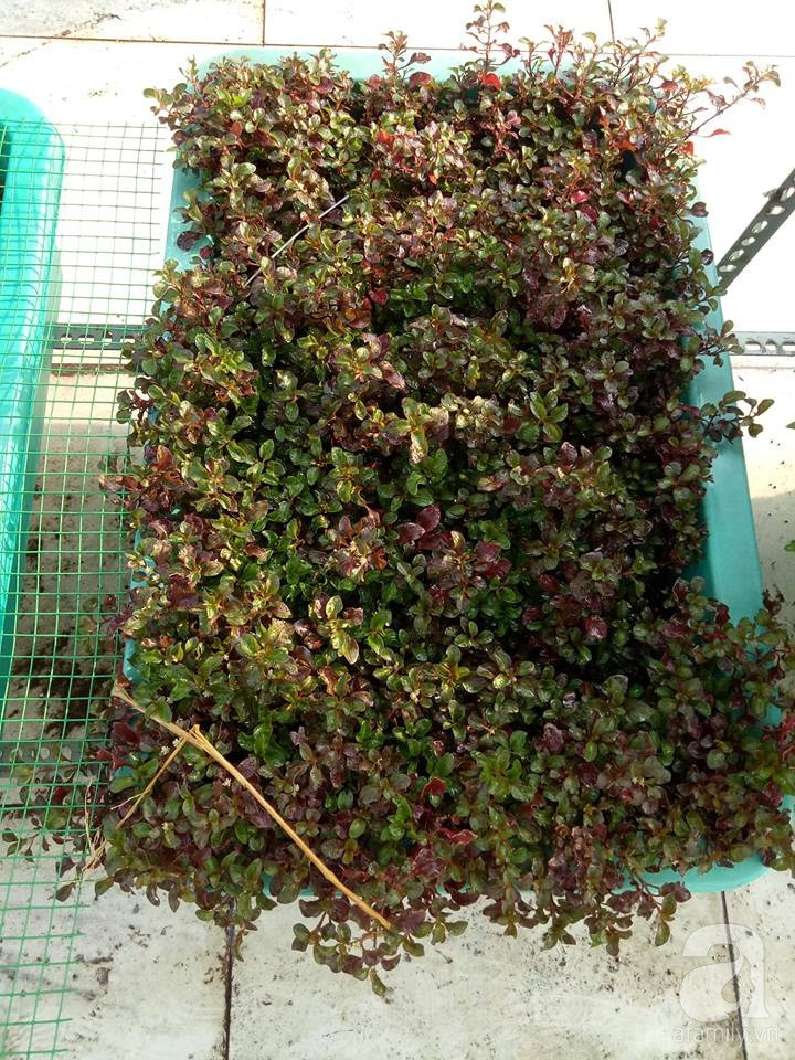 Mẹ Sài thành đã biến sân thượng 15m² thành “trang trại” đủ loại rau củ xanh mướt ảnh 26 Mẹ Sài thành đã biến sân thượng 15m² thành “trang trại” đủ loại rau củ xanh mướt ảnh 26