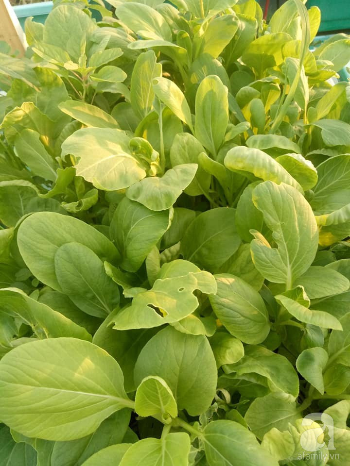 Mẹ Sài thành đã biến sân thượng 15m² thành “trang trại” đủ loại rau củ xanh mướt ảnh 18 Mẹ Sài thành đã biến sân thượng 15m² thành “trang trại” đủ loại rau củ xanh mướt ảnh 18