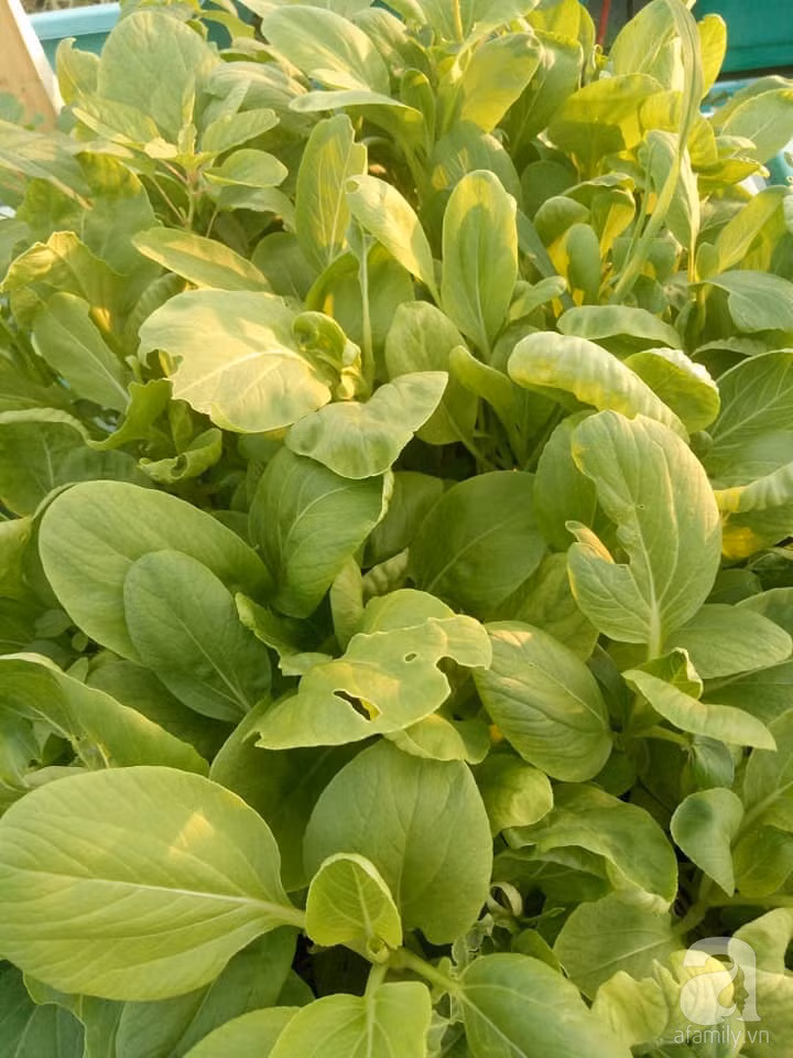 Mẹ Sài thành đã biến sân thượng 15m² thành “trang trại” đủ loại rau củ xanh mướt ảnh 18 Mẹ Sài thành đã biến sân thượng 15m² thành “trang trại” đủ loại rau củ xanh mướt ảnh 18