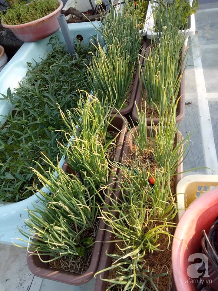 Mẹ Sài thành đã biến sân thượng 15m² thành “trang trại” đủ loại rau củ xanh mướt ảnh 22 Mẹ Sài thành đã biến sân thượng 15m² thành “trang trại” đủ loại rau củ xanh mướt ảnh 22