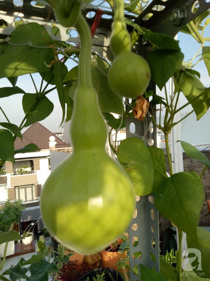 Mẹ Sài thành đã biến sân thượng 15m² thành “trang trại” đủ loại rau củ xanh mướt ảnh 9 Mẹ Sài thành đã biến sân thượng 15m² thành “trang trại” đủ loại rau củ xanh mướt ảnh 9