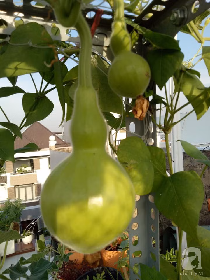 Mẹ Sài thành đã biến sân thượng 15m² thành “trang trại” đủ loại rau củ xanh mướt ảnh 9 Mẹ Sài thành đã biến sân thượng 15m² thành “trang trại” đủ loại rau củ xanh mướt ảnh 9