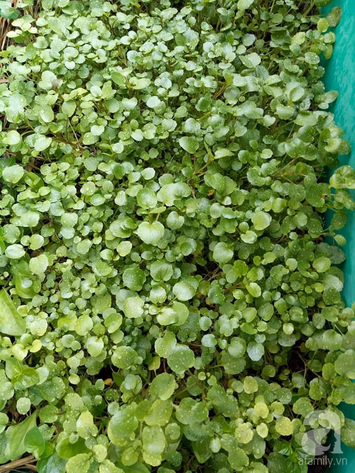 Mẹ Sài thành đã biến sân thượng 15m² thành “trang trại” đủ loại rau củ xanh mướt ảnh 27 Mẹ Sài thành đã biến sân thượng 15m² thành “trang trại” đủ loại rau củ xanh mướt ảnh 27
