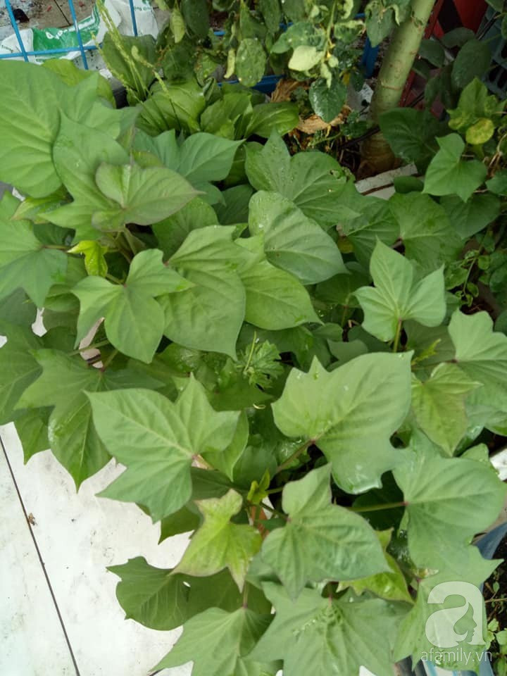 Mẹ Sài thành đã biến sân thượng 15m² thành “trang trại” đủ loại rau củ xanh mướt ảnh 24 Mẹ Sài thành đã biến sân thượng 15m² thành “trang trại” đủ loại rau củ xanh mướt ảnh 24