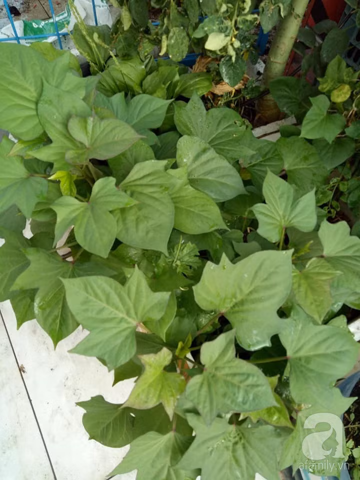 Mẹ Sài thành đã biến sân thượng 15m² thành “trang trại” đủ loại rau củ xanh mướt ảnh 24 Mẹ Sài thành đã biến sân thượng 15m² thành “trang trại” đủ loại rau củ xanh mướt ảnh 24