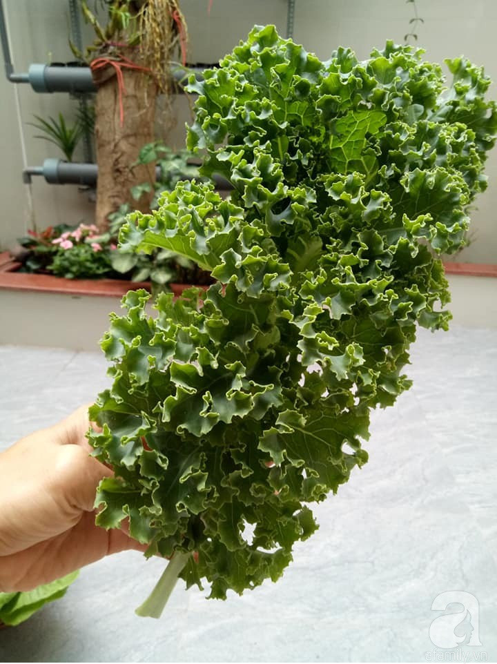 Mẹ Sài thành đã biến sân thượng 15m² thành “trang trại” đủ loại rau củ xanh mướt ảnh 5 Mẹ Sài thành đã biến sân thượng 15m² thành “trang trại” đủ loại rau củ xanh mướt ảnh 5