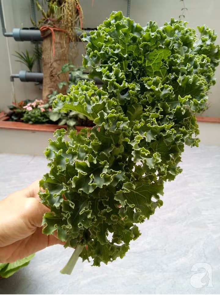 Mẹ Sài thành đã biến sân thượng 15m² thành “trang trại” đủ loại rau củ xanh mướt ảnh 5 Mẹ Sài thành đã biến sân thượng 15m² thành “trang trại” đủ loại rau củ xanh mướt ảnh 5