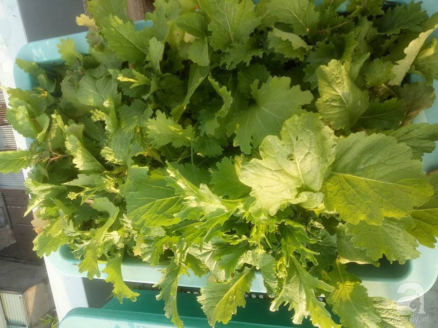 Mẹ Sài thành đã biến sân thượng 15m² thành “trang trại” đủ loại rau củ xanh mướt ảnh 33 Mẹ Sài thành đã biến sân thượng 15m² thành “trang trại” đủ loại rau củ xanh mướt ảnh 33