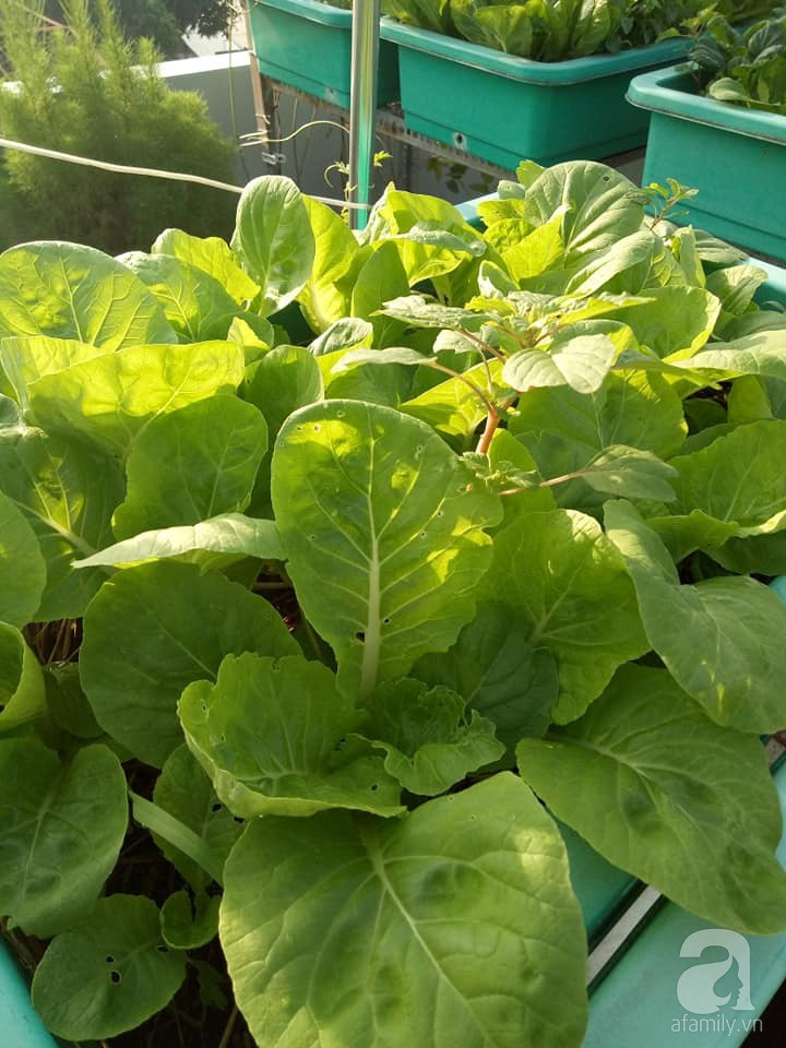 Mẹ Sài thành đã biến sân thượng 15m² thành “trang trại” đủ loại rau củ xanh mướt ảnh 7 Mẹ Sài thành đã biến sân thượng 15m² thành “trang trại” đủ loại rau củ xanh mướt ảnh 7