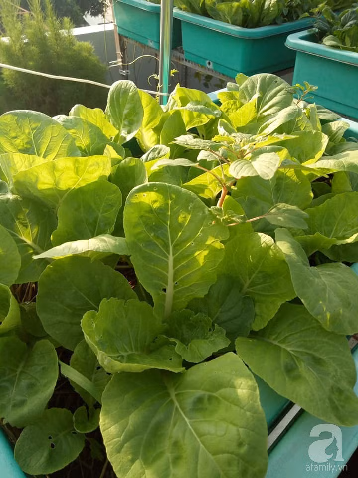 Mẹ Sài thành đã biến sân thượng 15m² thành “trang trại” đủ loại rau củ xanh mướt ảnh 7 Mẹ Sài thành đã biến sân thượng 15m² thành “trang trại” đủ loại rau củ xanh mướt ảnh 7