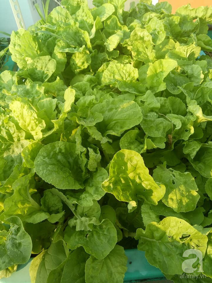 Mẹ Sài thành đã biến sân thượng 15m² thành “trang trại” đủ loại rau củ xanh mướt ảnh 15 Mẹ Sài thành đã biến sân thượng 15m² thành “trang trại” đủ loại rau củ xanh mướt ảnh 15