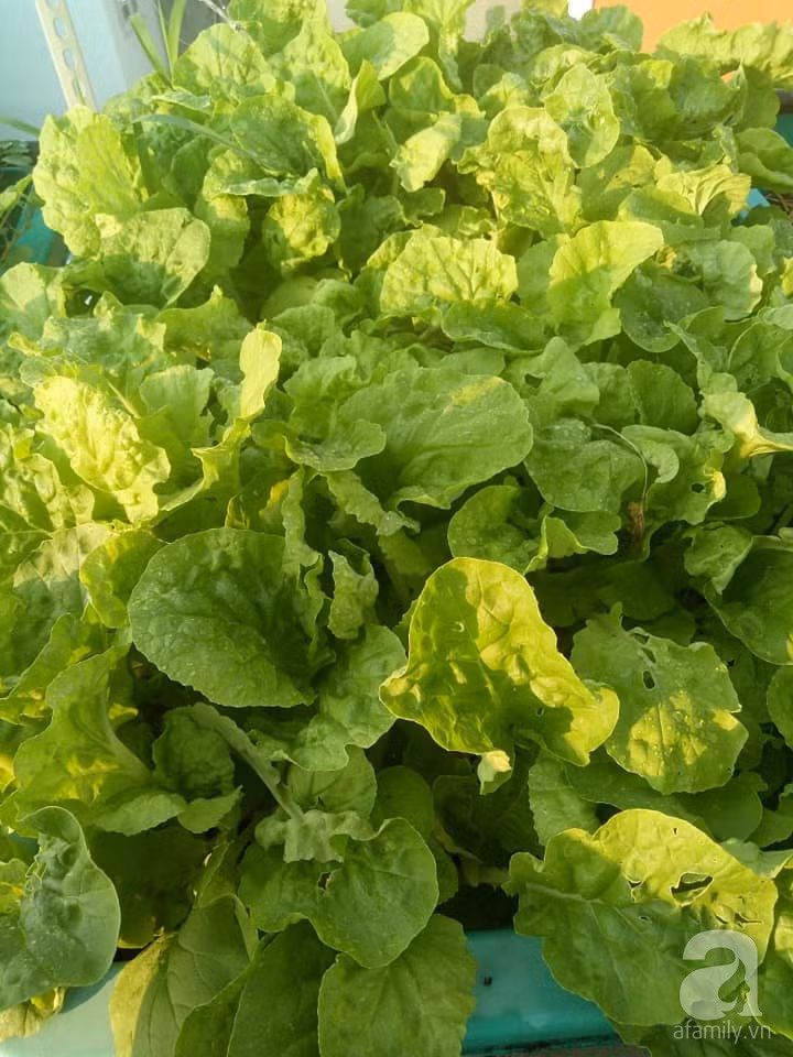 Mẹ Sài thành đã biến sân thượng 15m² thành “trang trại” đủ loại rau củ xanh mướt ảnh 15 Mẹ Sài thành đã biến sân thượng 15m² thành “trang trại” đủ loại rau củ xanh mướt ảnh 15