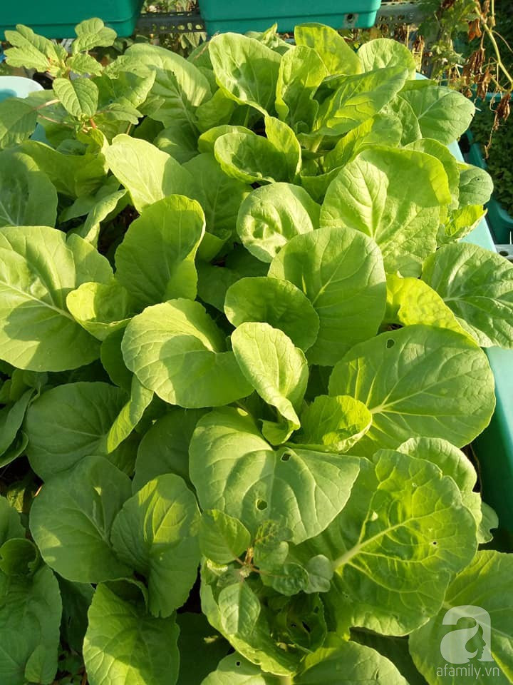 Mẹ Sài thành đã biến sân thượng 15m² thành “trang trại” đủ loại rau củ xanh mướt ảnh 6 Mẹ Sài thành đã biến sân thượng 15m² thành “trang trại” đủ loại rau củ xanh mướt ảnh 6