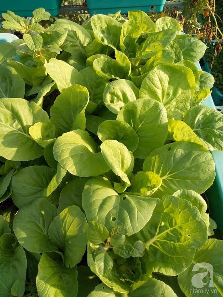 Mẹ Sài thành đã biến sân thượng 15m² thành “trang trại” đủ loại rau củ xanh mướt ảnh 6 Mẹ Sài thành đã biến sân thượng 15m² thành “trang trại” đủ loại rau củ xanh mướt ảnh 6