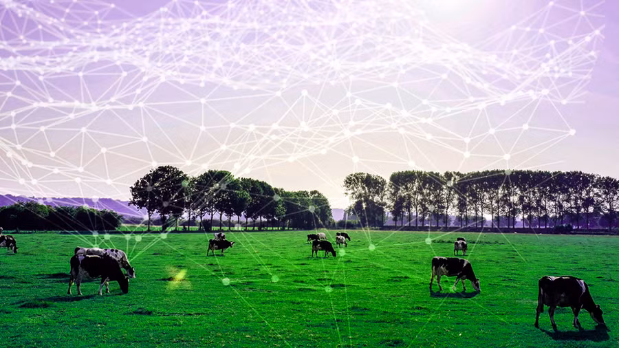 Công nghệ đang hỗ trợ kiểm soát tốt các trang trại chăn nuôi. Ảnh: Seeker