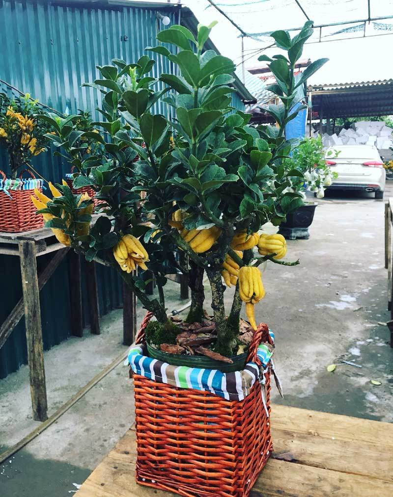 Cận cảnh "Bàn tay Phật" độc nhất vô nhị, đại gia không tiếc tiền rước về thắp hương ảnh 1 Cận cảnh "Bàn tay Phật" độc nhất vô nhị, đại gia không tiếc tiền rước về thắp hương ảnh 1