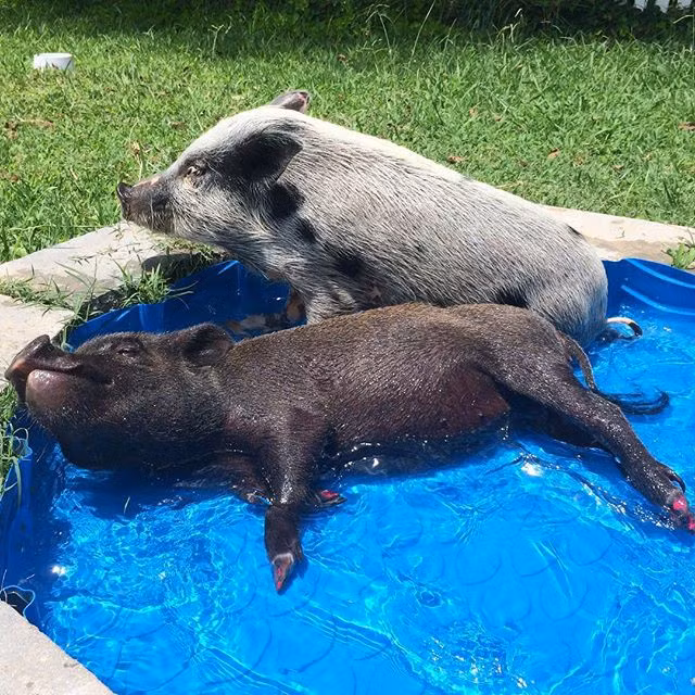 Năm con heo Kỷ Hợi, điểm mặt những chú lợn nổi tiếng, làm mưa làm gió trên mạng xã hội toàn thế giới - Ảnh 10.