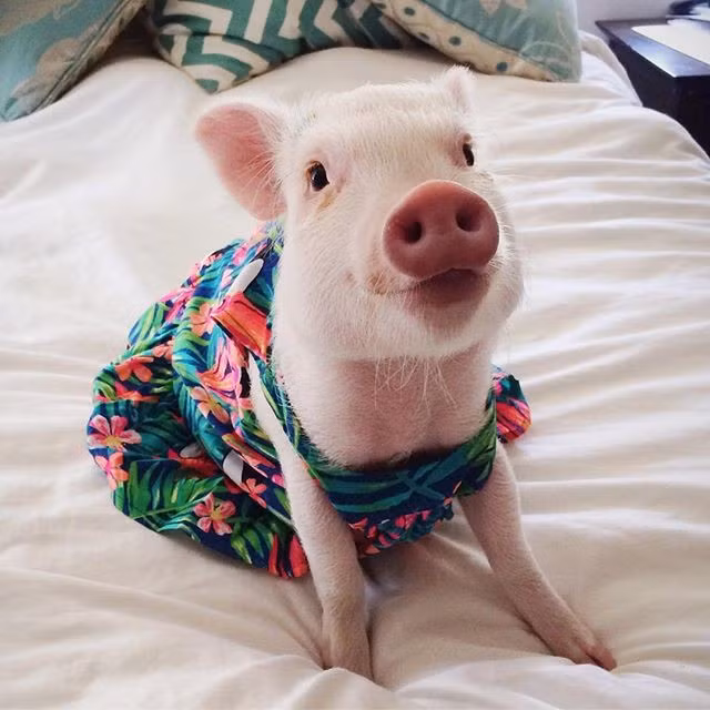 Năm con heo Kỷ Hợi, điểm mặt những chú lợn nổi tiếng, làm mưa làm gió trên mạng xã hội toàn thế giới - Ảnh 3.