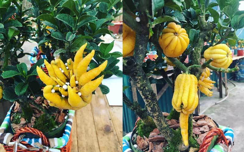 Cận cảnh "Bàn tay Phật" độc nhất vô nhị, đại gia không tiếc tiền rước về thắp hương ảnh 3 Cận cảnh "Bàn tay Phật" độc nhất vô nhị, đại gia không tiếc tiền rước về thắp hương ảnh 3