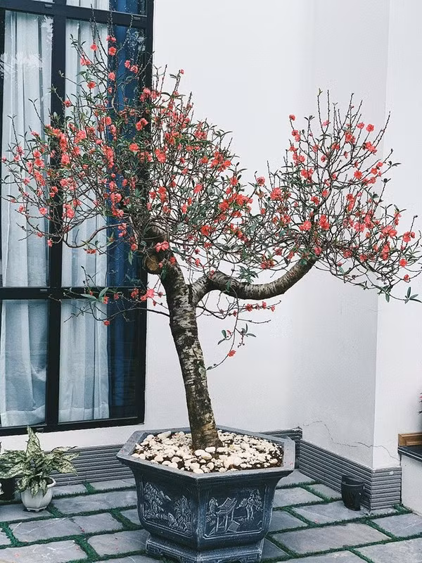 Không gian đón Tết đầy sang trọng, xa hoa của hai mỹ nhân Vbiz trong năm đầu về nhà chồng - Ảnh 7. Không gian đón Tết đầy sang trọng, xa hoa của hai mỹ nhân Vbiz trong năm đầu về nhà chồng - Ảnh 7.