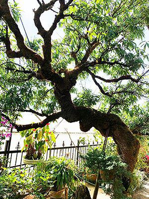 Mê mẩn với đào "Má hồng thiếu nữ" độc nhất vô nhị ở Việt Nam ảnh 2 me man voi dao 'ma hong thieu nu' doc nhat vo nhi o viet nam - 3