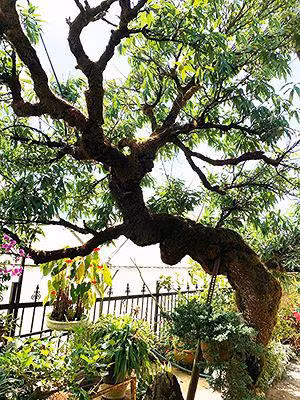 me man voi dao 'ma hong thieu nu' doc nhat vo nhi o viet nam - 3