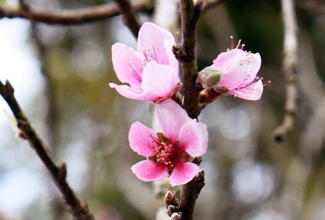 Mê mẩn với đào "Má hồng thiếu nữ" độc nhất vô nhị ở Việt Nam ảnh 1 me man voi dao 'ma hong thieu nu' doc nhat vo nhi o viet nam - 2