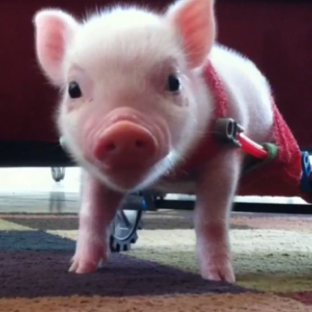 Năm con heo Kỷ Hợi, điểm mặt những chú lợn nổi tiếng, làm mưa làm gió trên mạng xã hội toàn thế giới - Ảnh 8.