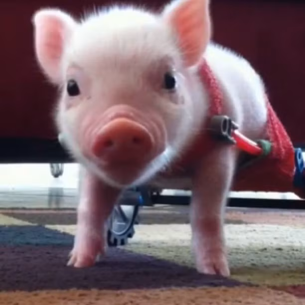Năm con heo Kỷ Hợi, điểm mặt những chú lợn nổi tiếng, làm mưa làm gió trên mạng xã hội toàn thế giới - Ảnh 8.