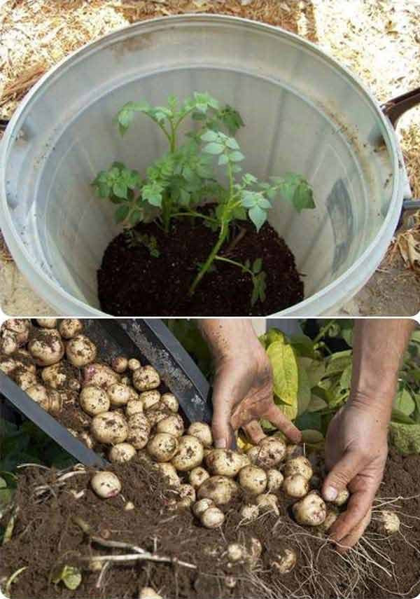 làm vườn 4 làm vườn 4